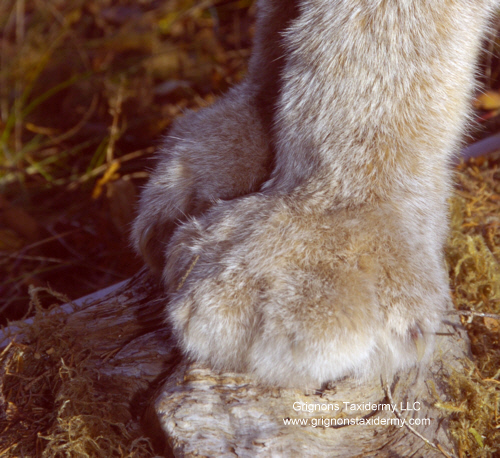 Lynx feet